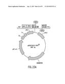 METHODS AND COMPOSITIONS FOR SYNTHESIS OF NUCLEIC ACID MOLECULES USING     MULTIPLERECOGNITION SITES diagram and image