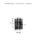 METHODS AND COMPOSITIONS FOR SYNTHESIS OF NUCLEIC ACID MOLECULES USING     MULTIPLERECOGNITION SITES diagram and image