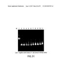 METHODS AND COMPOSITIONS FOR SYNTHESIS OF NUCLEIC ACID MOLECULES USING     MULTIPLERECOGNITION SITES diagram and image