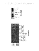 METHODS AND COMPOSITIONS FOR SYNTHESIS OF NUCLEIC ACID MOLECULES USING     MULTIPLERECOGNITION SITES diagram and image