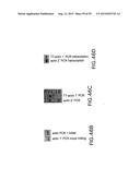 METHODS AND COMPOSITIONS FOR SYNTHESIS OF NUCLEIC ACID MOLECULES USING     MULTIPLERECOGNITION SITES diagram and image