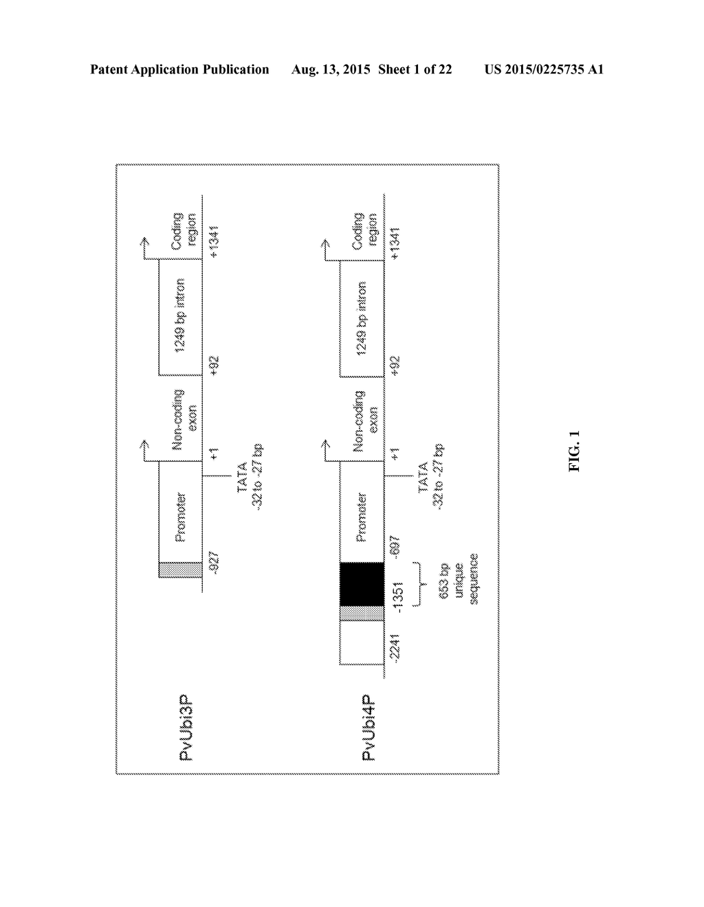 STRONG CONSTITUTIVE PROMOTERS FOR HETEROLOGOUS EXPRESSION OF PROTEINS IN     PLANTS - diagram, schematic, and image 02