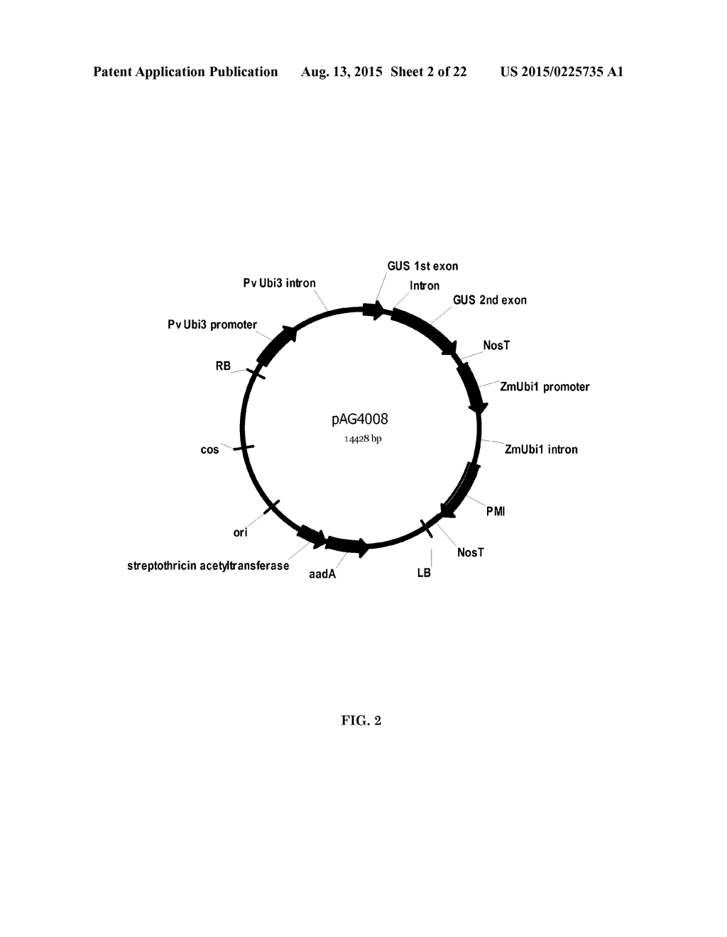 STRONG CONSTITUTIVE PROMOTERS FOR HETEROLOGOUS EXPRESSION OF PROTEINS IN     PLANTS - diagram, schematic, and image 03