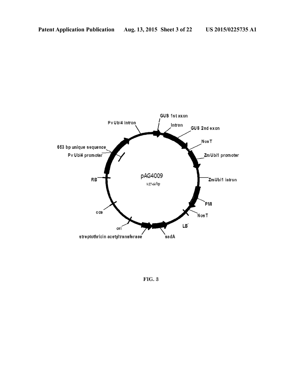 STRONG CONSTITUTIVE PROMOTERS FOR HETEROLOGOUS EXPRESSION OF PROTEINS IN     PLANTS - diagram, schematic, and image 04