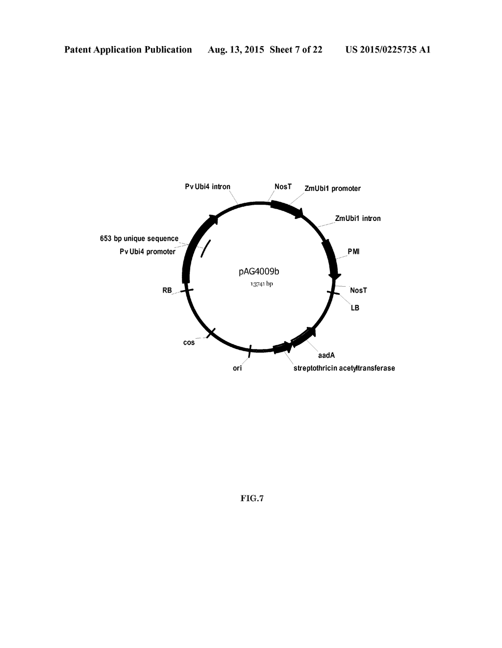 STRONG CONSTITUTIVE PROMOTERS FOR HETEROLOGOUS EXPRESSION OF PROTEINS IN     PLANTS - diagram, schematic, and image 08