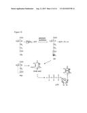 GENETICALLY MODIFIED CELLS AND METHODS FOR MAKING ACTIVATED     SUGAR-NUCLEOTIDES diagram and image