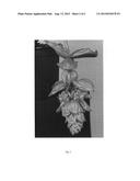 Medinilla hybrid plant named   Royal intenz  diagram and image