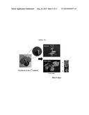 COMPOSITION COMPRISING STREPTOMYCES SCOPULIRIDIS KR-001 STRAIN, OR CULTURE     BROTH THEREOF AS ACTIVE INGREDIENT FOR WEED CONTROL diagram and image