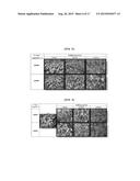 COMPOSITION COMPRISING STREPTOMYCES SCOPULIRIDIS KR-001 STRAIN, OR CULTURE     BROTH THEREOF AS ACTIVE INGREDIENT FOR WEED CONTROL diagram and image