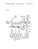 Method for Selection of Agents Influencing Intestinal Motility Disorders     and Pain diagram and image