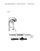 Method for Selection of Agents Influencing Intestinal Motility Disorders     and Pain diagram and image