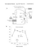 COMPOSITIONS AND METHODS FOR THE TREATMENT OF MYOCARDIAL     ISCHEMIA/REPERFUSION INJURY WITH ANNEXIN A1 SHORT PEPTIDE diagram and image