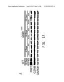 COMPOSITIONS AND METHODS FOR TREATING AMYOTROPHIC LATERAL SCLEROSIS diagram and image