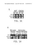 COMPOSITIONS AND METHODS FOR TREATING AMYOTROPHIC LATERAL SCLEROSIS diagram and image