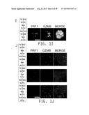 COMPOSITIONS AND METHODS FOR TREATING AMYOTROPHIC LATERAL SCLEROSIS diagram and image