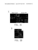 COMPOSITIONS AND METHODS FOR TREATING AMYOTROPHIC LATERAL SCLEROSIS diagram and image