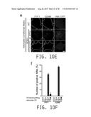 COMPOSITIONS AND METHODS FOR TREATING AMYOTROPHIC LATERAL SCLEROSIS diagram and image