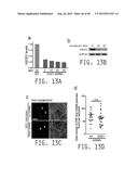 COMPOSITIONS AND METHODS FOR TREATING AMYOTROPHIC LATERAL SCLEROSIS diagram and image