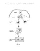 CBP/CATENIN ANTAGONISTS FOR ENHANCING ASYMMETRIC DIVISION OF SOMATIC STEM     CELLS diagram and image