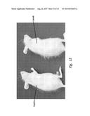 CBP/CATENIN ANTAGONISTS FOR ENHANCING ASYMMETRIC DIVISION OF SOMATIC STEM     CELLS diagram and image