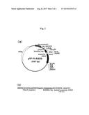 MUTANT APOPROTEIN OF PHOTOPROTEIN WITH LOW CALCIUM SENSITIVITY diagram and image