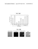 COMPOSITIONS AND METHODS RELATED TO DISEASES ASSOCIATED WITH DEPOSITS OF     AMYLOID, TAU, AND ALPHA-SYNUCLEIN diagram and image