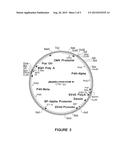 Production and Delivery of a Stable Collagen diagram and image