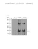 Production and Delivery of a Stable Collagen diagram and image