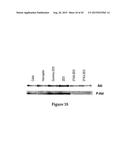 AMINO ACID SEQUENCES DIRECTED AGAINST HER2 AND POLYPEPTIDES COMPRISING THE     SAME FOR THE TREATMENT OF CANCERS AND/OR TUMORS diagram and image