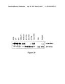 AMINO ACID SEQUENCES DIRECTED AGAINST HER2 AND POLYPEPTIDES COMPRISING THE     SAME FOR THE TREATMENT OF CANCERS AND/OR TUMORS diagram and image