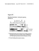 AMINO ACID SEQUENCES DIRECTED AGAINST HER2 AND POLYPEPTIDES COMPRISING THE     SAME FOR THE TREATMENT OF CANCERS AND/OR TUMORS diagram and image