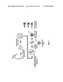 METHODS OF REPROGRAMMING ANIMAL SOMATIC CELLS diagram and image