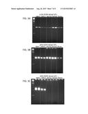 Thermostable Type-A DNA Polymerase Mutant with Increased Resistance to     Inhibitors in Blood diagram and image