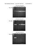 Thermostable Type-A DNA Polymerase Mutant with Increased Resistance to     Inhibitors in Blood diagram and image