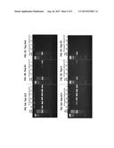 Thermostable Type-A DNA Polymerase Mutant with Increased Resistance to     Inhibitors in Blood diagram and image