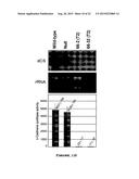 COTTON PLANT WITH SEED-SPECIFIC REDUCTION IN GOSSYPOL diagram and image