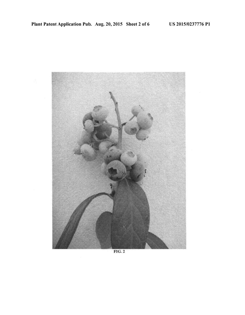 Blueberry plant named 'FL98-423' - diagram, schematic, and image 05