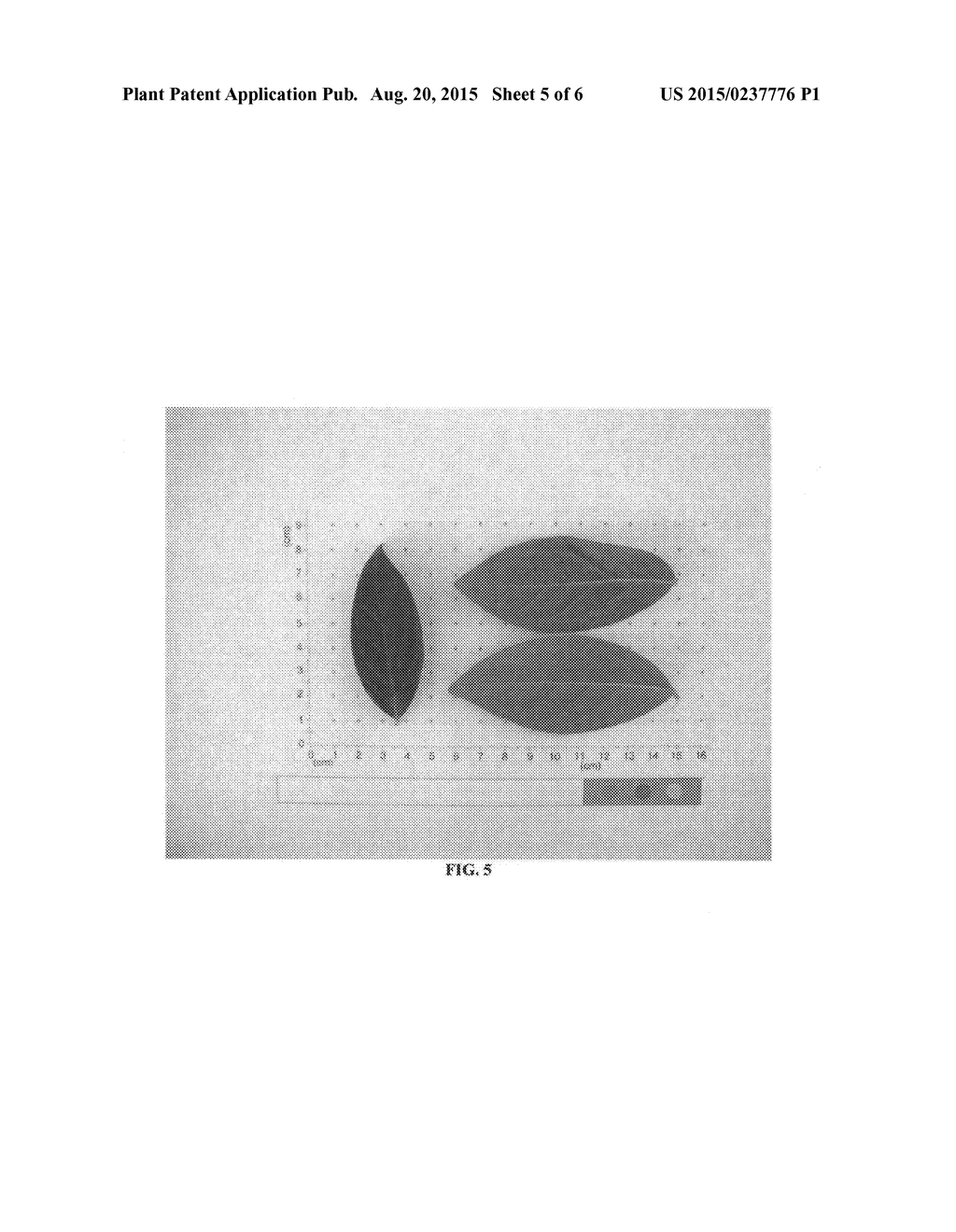 Blueberry plant named 'FL98-423' - diagram, schematic, and image 08