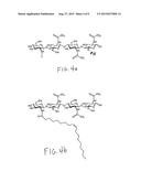 CHITOOLIGOSACCHARIDES AND METHODS FOR USE IN ENHANCING CORN GROWTH diagram and image