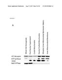 NOVEL, PROTECTIVE, ANTI-INFLAMMATORY RECEPTOR AND ITS USE IN PRESERVATION     OF MITOCHONDRIAL FUNCTION, WOUND HEALING AND REPAIR diagram and image