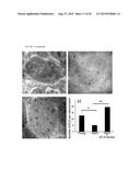 NOVEL, PROTECTIVE, ANTI-INFLAMMATORY RECEPTOR AND ITS USE IN PRESERVATION     OF MITOCHONDRIAL FUNCTION, WOUND HEALING AND REPAIR diagram and image