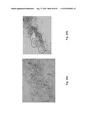 MEDICAMENT FOR TREATING PERIPHERAL NEUROPATHIES diagram and image