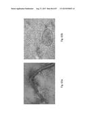 MEDICAMENT FOR TREATING PERIPHERAL NEUROPATHIES diagram and image