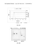 METHOD FOR PURIFICATION OF RECOMBINANT FACTOR XA DERIVATIVES diagram and image