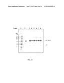 METHOD FOR PURIFICATION OF RECOMBINANT FACTOR XA DERIVATIVES diagram and image