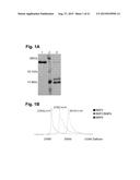 DESIGNER LIGANDS OF TGF-BETA SUPERFAMILY diagram and image