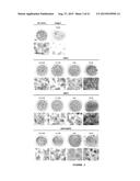 DESIGNER LIGANDS OF TGF-BETA SUPERFAMILY diagram and image