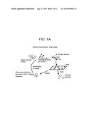 DRG11-RESPONSIVE (DRAGON) GENE FAMILY diagram and image