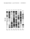 DRG11-RESPONSIVE (DRAGON) GENE FAMILY diagram and image