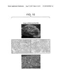 DRG11-RESPONSIVE (DRAGON) GENE FAMILY diagram and image